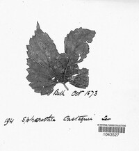 Sphaerotheca castagnei image